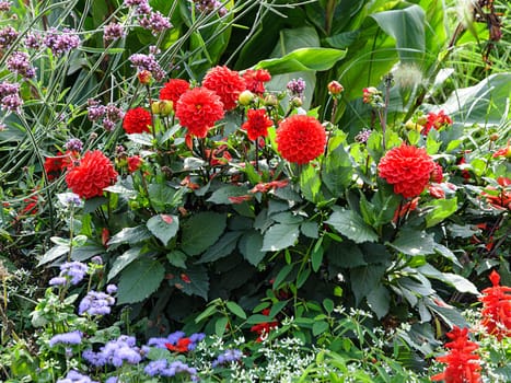 Red Dahlia last flowers in autumn backyard flowerbed