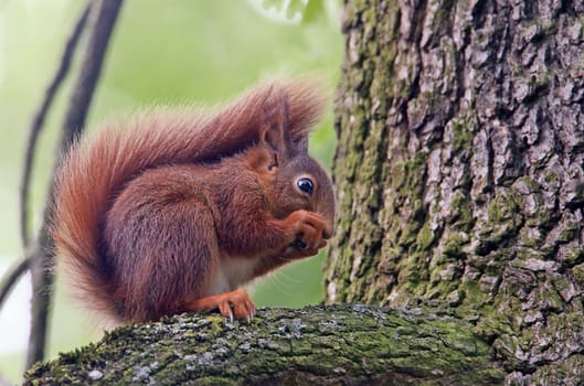 Red-brown squirrel Sciurus vulgaris on a tree