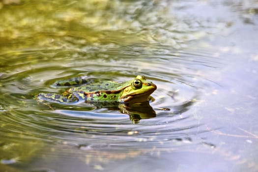 Nature photo pond frog Pelophylax esculentus