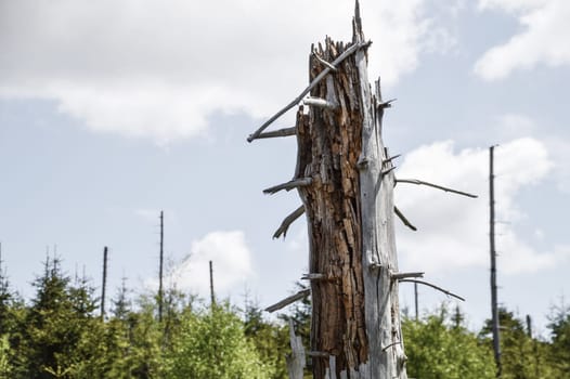 dead broken tree in a forest as symbol for the forest decline and climatic change