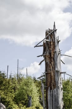 dead broken tree in a forest as symbol for the forest decline and climatic change