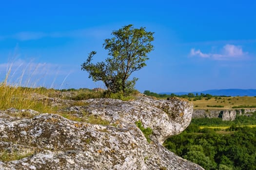 Tree on the crag in the balcan mountains