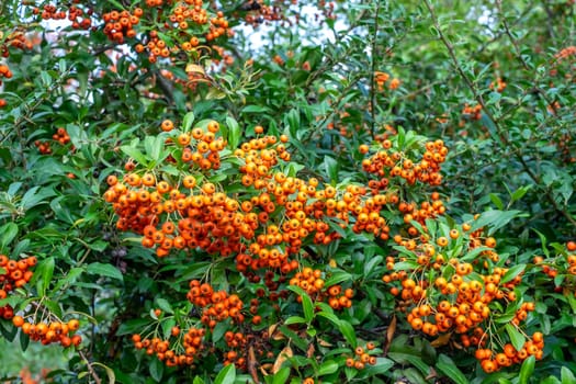 Rowan tree with berries on summer