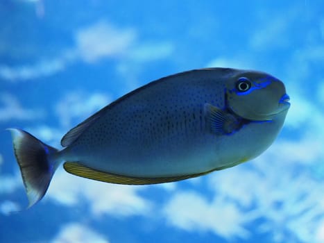 Mask noses doctor fishy