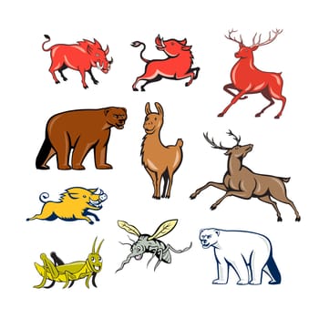 Set or collection of cartoon character mascot style illustration of wildilfe animals like wild boar, razorback, red deer, reindeer, llama, alpaca, bear, polar bear, grasshopper and mosquito on isolated white background.
