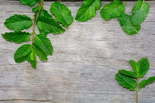 Some freshgreen  peppermint leaves on bright old wood with copy space