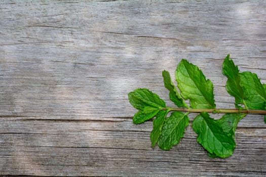 One fresh green peppermint branch  leaves on bright old wood with  many copy space