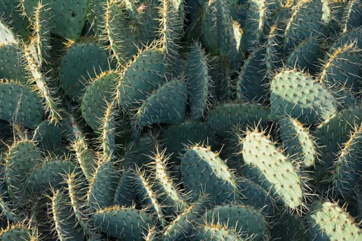 Many green big  cactuses in the sunlight