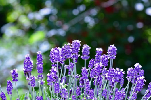 Lavenders  -  blossoms  in the garden , with bokeh and copy space