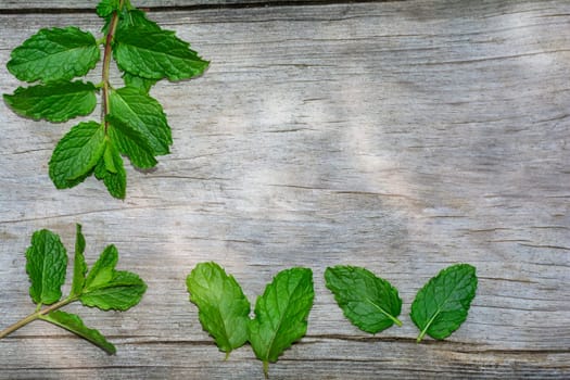 Fresh  green peppermint leaves on the left side and  below, on a bright old wood with many copy space