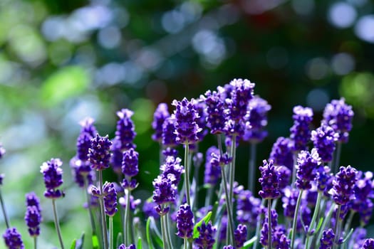 Colorful Lavenders  -  blossoms  in the garden , with bokeh and copy space
