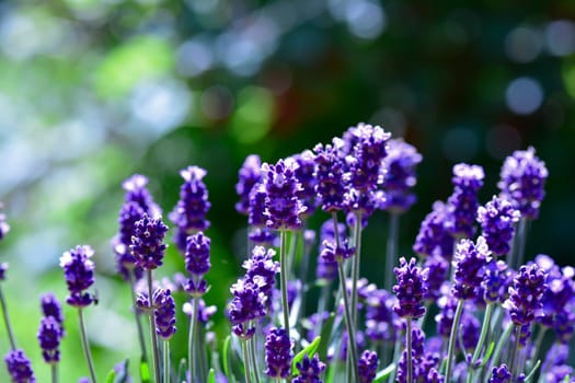 Lavenders  -  blossoms  in the green garden , with bokeh and copy space