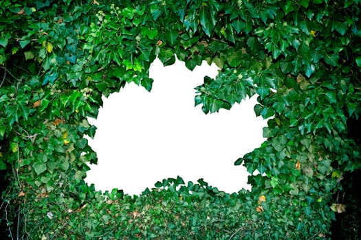Green Ivy plants in circle, middle black as copy space