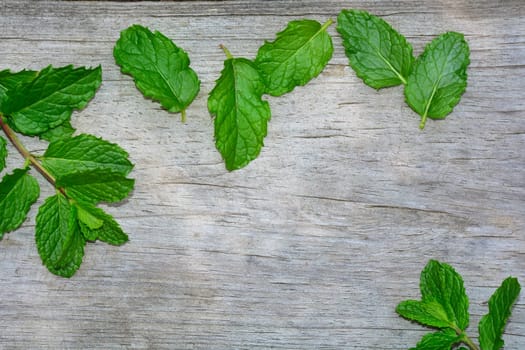 Fresh green peppermint leaves on bright old wood with copy space