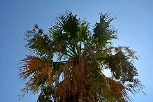 One palm tree in detail,  in southern France with blue sky
