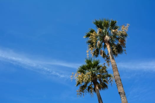 Two palm  trees in southern France with blue sky and copy space