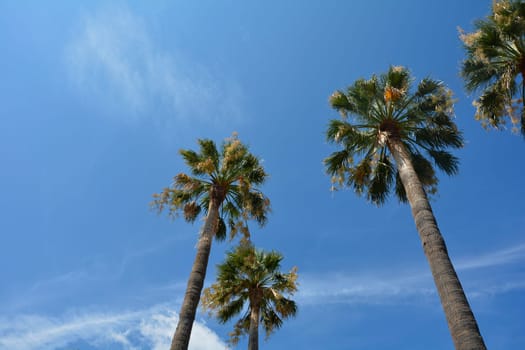 Some palm trees in southern France with many  blue sky and copy space
