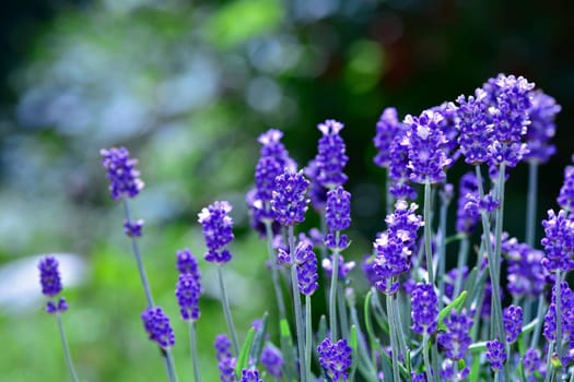 Many Lavenders  -  blossoms  in the garden , with bokeh and copy space