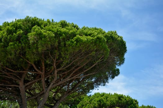 Part of a pine   (  Pinus pinea  )  with blue sky on the Côte d'Azur, France