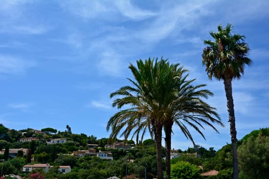 Palm trees and typical houses in southern France, Sainte-Maxime on the Côte d'Azur, with blue sky and copy space