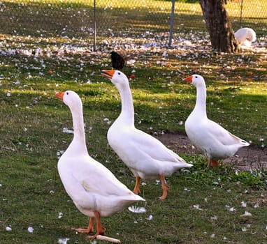 goose