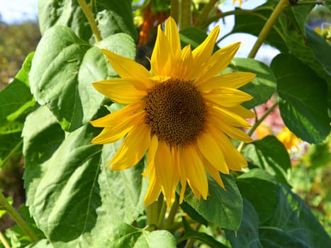 sunflower blossom