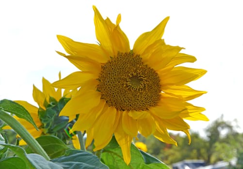 sunflower blossom