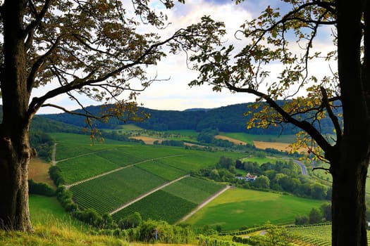 Vineyards near Castell in Lower Franconia