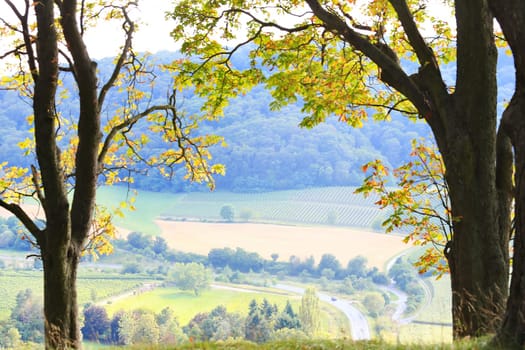 Vineyards near Castell in Lower Franconia