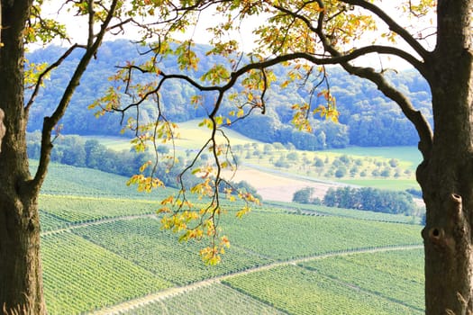 Vineyards near Castell in Lower Franconia