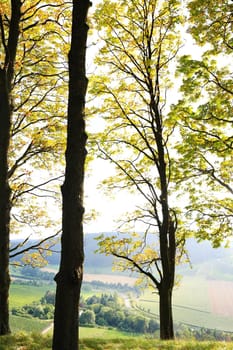 Vineyards near Castell in Lower Franconia