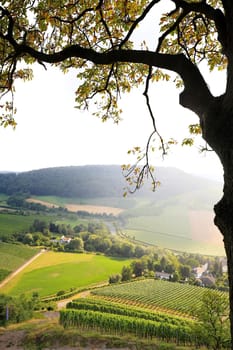 Vineyards near Castell in Lower Franconia