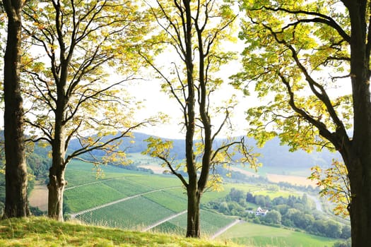 Vineyards near Castell in Lower Franconia