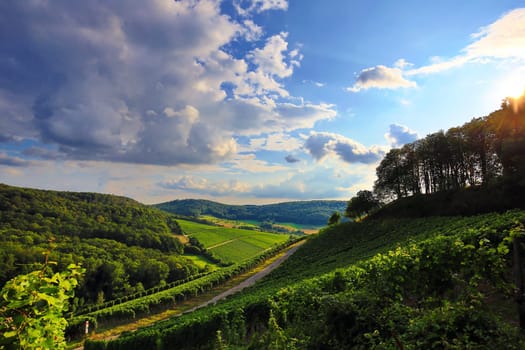 Vineyards near Castell in Lower Franconia