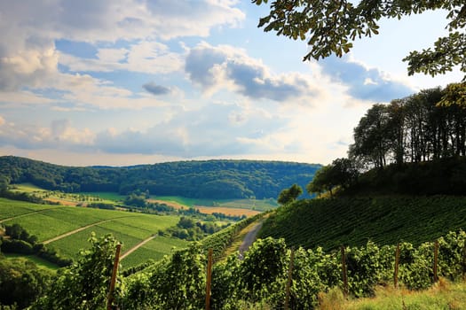 Vineyards near Castell in Lower Franconia