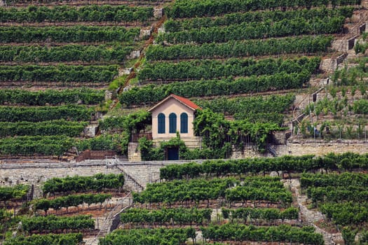 Mundelsheim am Neckar a wine region near Stuttgart