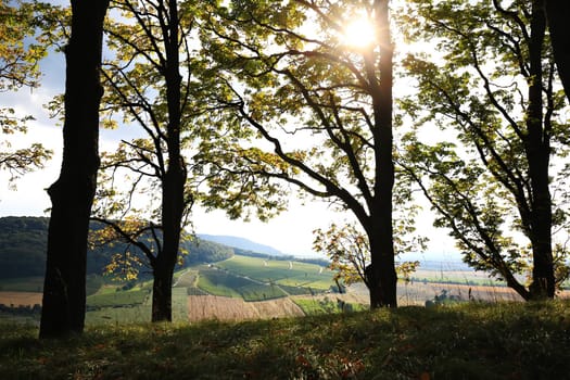 Vineyards near Castell in Lower Franconia