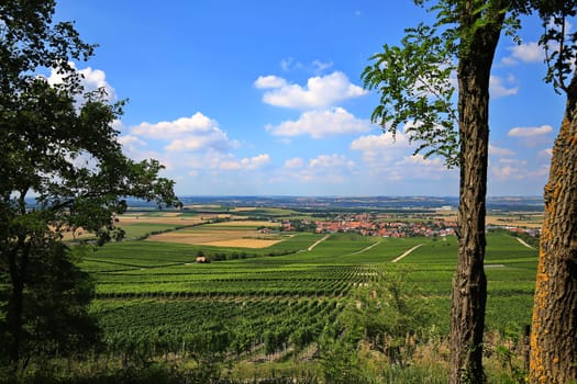 Landscape at Iphofen in Bavaria