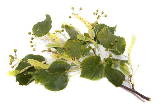 Linden branch with flowers on white background
