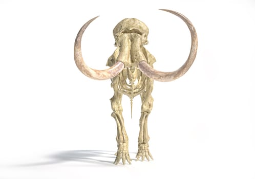 Woolly mammoth skeleton, realistic 3d illustration, viewed from the front. On white background and dropped shadow.