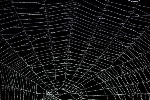 Real frost covered spider web isolated on black