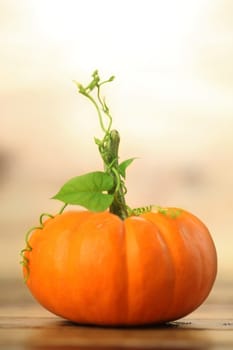 Autumn pumpkin background