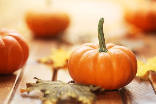 Autumn pumpkin background