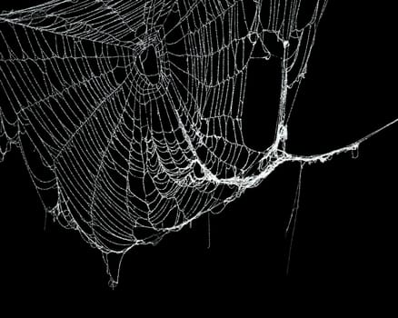 Real frost covered spider web isolated on black