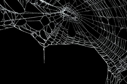 Real frost covered spider web isolated on black