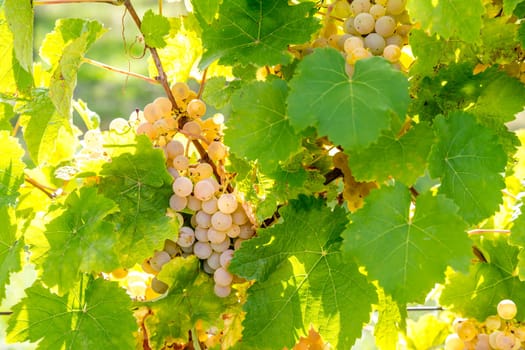 Ripe yellow grapes hang in the direct backlight of the sun on the bush