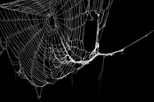 Real frost covered spider web isolated on black