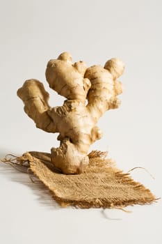 Ginger (Zingiber officinale)