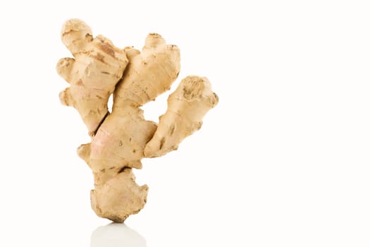 Ginger (Zingiber officinale)