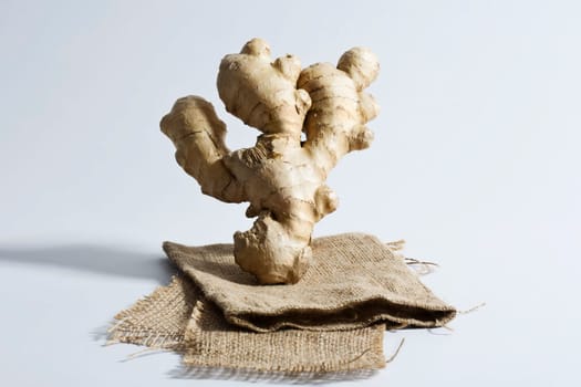 Ginger (Zingiber officinale)